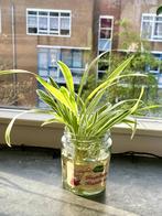 Kamerplanten Chlorophytum comosum 'Atlantic' - 1, Huis en Inrichting, Kamerplanten, Overige soorten, Minder dan 100 cm, Halfschaduw