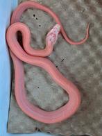 Red factor corns, Dieren en Toebehoren, Reptielen en Amfibieën, Slang, 0 tot 2 jaar