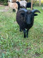 Leuke oussantjes zoeken een huis!, Dieren en Toebehoren, Meerdere dieren, Schaap