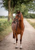 D pony, Dieren en Toebehoren, Merrie, D pony (1.37m tot 1.48m), Gechipt, 7 tot 10 jaar