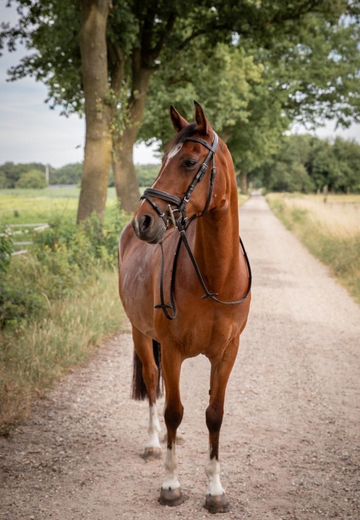 D pony, Dieren en Toebehoren, Pony's, Merrie, D pony (1.37m tot 1.48m), 7 tot 10 jaar, Met stamboom, Gechipt, Ontwormd, Ingeënt