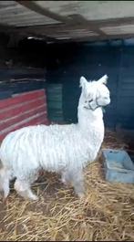 Alpaca hengst 3 jaar, Dieren en Toebehoren, Overige Dieren, Mannelijk, Voor 1 juli 2024