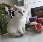 Britshe Langhaar poes, Dieren en Toebehoren, Katten en Kittens | Raskatten | Langhaar, Kater, Ontwormd