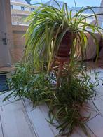 Hangplant stekjes - gratis af te halen!, Ophalen