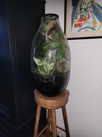 Glazen Terrarium met Planten, Huis en Inrichting, Kamerplanten, Ophalen