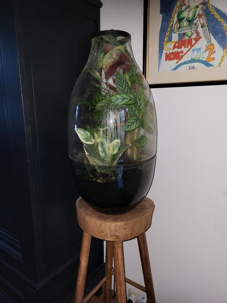 Glazen Terrarium met Planten, Huis en Inrichting, Kamerplanten, Ophalen