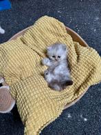 Te koop, Dieren en Toebehoren, Poes