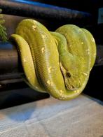 Morelia Viridis Cyclops male de 5 ans en parfaite sante, Dieren en Toebehoren, Slang, 3 tot 6 jaar