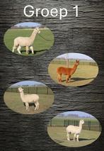 alpaca groep 1, Dieren en Toebehoren, Overige Dieren, Januari, Meerdere dieren