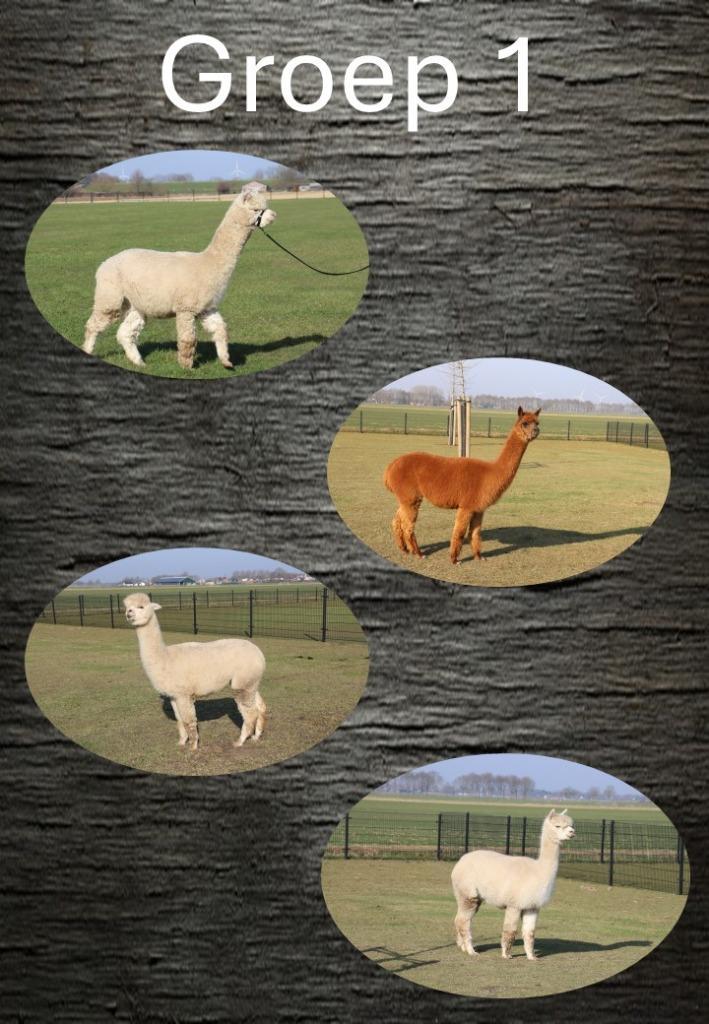 alpaca groep 1, Dieren en Toebehoren, Overige Dieren, Meerdere dieren, Januari