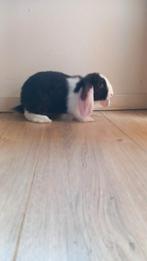 Jonge hangoren te koop, Dieren en Toebehoren, Konijnen, Meerdere dieren, Dwerg