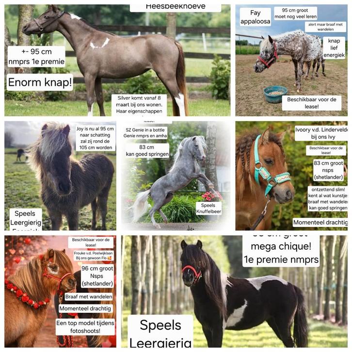 Verzorgsters of leasers gezocht voor de leukste pony’s Beers, Dieren en Toebehoren, Stalling en Weidegang