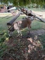Ezel meri, Dieren en Toebehoren, Overige Dieren, December, Vrouwelijk
