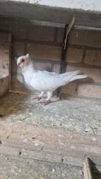 Syrieche duif, Dieren en Toebehoren, Vogels | Duiven, Vrouwelijk