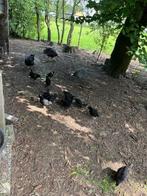 AUSTRALORP  kuikens (groot) 8-9 weken., Meerdere dieren, Kip