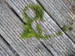 Tka hoornblad voor de vijver, Tuin en Terras, Vijvers, Ophalen