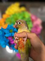 Tamme Pyrrhura, Dieren en Toebehoren, Vogels | Parkieten en Papegaaien, Papegaai
