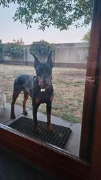 Dobermann 1 jaar, Dieren en Toebehoren, Honden | Bulldogs, Pinschers en Molossers, Particulier, Rabiës (hondsdolheid), 15 weken tot 1 jaar