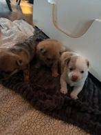 Pomchi x mini pincher pomchi, Rabiës (hondsdolheid), Overige rassen, 8 tot 15 weken, Teef