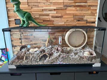 2 gerbils met grote kooi en toebehoren beschikbaar voor biedingen