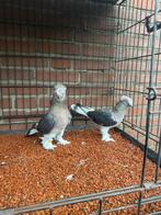 Takla, Dieren en Toebehoren