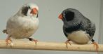 Zebravinken zwartwang, Dieren en Toebehoren, Meerdere dieren, Tropenvogel, Geringd
