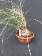 Calibanus hookeri 82, caudex 15 cm, schaal 22 cm met bloem, Ophalen of Verzenden, Vaste plant, Overige soorten, Halfschaduw