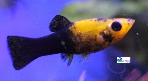 Molly "Mix", Dieren en Toebehoren, Vissen | Aquariumvissen, Zoetwatervis, Vis