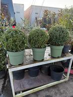 Ilex bollen van echte topkwaliteit machinaal rond geknipt, Tuin en Terras, Planten | Tuinplanten, Vaste plant, Bloeit niet, Halfschaduw