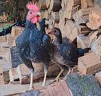 Oud engelse vechtkriel duo, Dieren en Toebehoren, Pluimvee, Meerdere dieren, Kip
