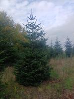 Nordman kerstbomen, Tuin en Terras, Planten | Bomen, Overige soorten, Minder dan 100 cm, Zomer, Ophalen