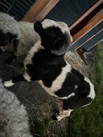 Prachtig bonte ram WSN x Jabobschaap, Dieren en Toebehoren, Mannelijk, Schaap