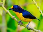 Surinaamse geeldas kanarie Gezocht (Twatwa/ Rowtie), Dieren en Toebehoren, Mannelijk, Tropenvogel