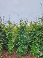 Beukenhaag boompjes, Ophalen of Verzenden, Beukenhaag, 100 tot 250 cm