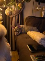 Franse bulldog pup, Dieren en Toebehoren, Honden | Bulldogs, Pinschers en Molossers, Rabiës (hondsdolheid), 15 weken tot 1 jaar