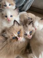 Ragdolls te koop: Prachtige lieve volbloed ragdoll kittens., Meerdere dieren, Ontwormd, 0 tot 2 jaar