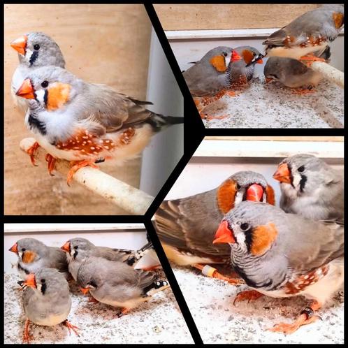 Zebravinken 4x koppel, Dieren en Toebehoren, Vogels | Overige Vogels, Tropenvogel, Meerdere dieren