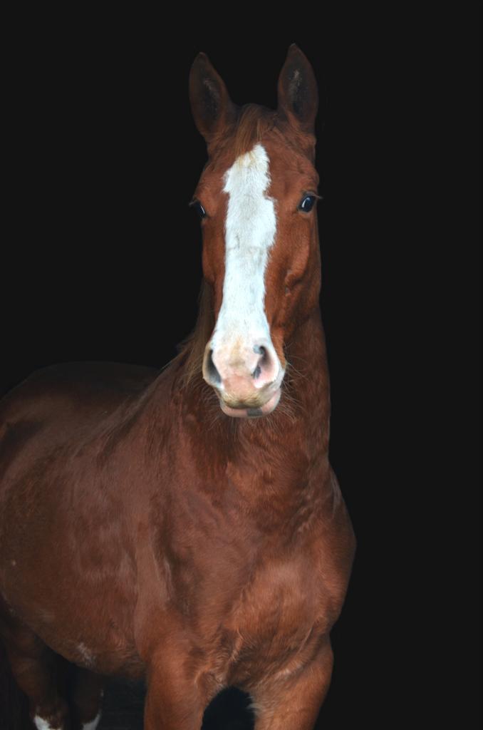 Knappe Gelderse merrie (Danser x Zendgraaf x Nando), Dieren en Toebehoren, Paarden, Merrie, 3 tot 6 jaar