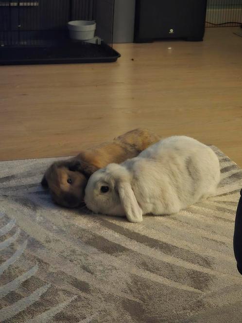 Dwergkonijnen Nederlandse hangoren, Dieren en Toebehoren, Konijnen, Dwerg, Meerdere dieren, 3 tot 5 jaar, Hangoor