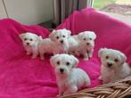 Zooo Leuk !! Maltezer pups, Maltezer, Nederland, CDV (hondenziekte), 8 tot 15 weken