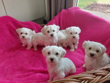 Zooo Leuk !! Maltezer pups   beschikbaar voor biedingen