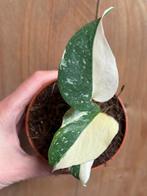 Monstera thai constellation plant halfmoon cream crem wit, Ophalen of Verzenden, Overige soorten, Minder dan 100 cm