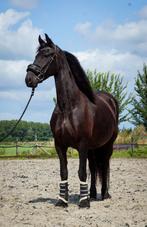 Friese Ster 🌟 merrie., Dieren en Toebehoren, Paarden, Merrie