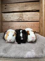 Jonge cavia’s (mannetjes), Dieren en Toebehoren, Knaagdieren, Cavia, Mannelijk, Mei, Tam