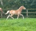 Schitterend NWR Welsh merrie veulen van Coelenhage's Chaplin, Dieren en Toebehoren, Merrie, Dressuurpony, 0 tot 2 jaar, Onbeleerd