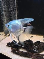 2 Maanvissen en een goerami, Dieren en Toebehoren, Vissen | Aquariumvissen, Vis