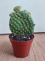 Opuntia Microdasys - Schijfcactus / Konijnenoor H: 18 cm., Ophalen, Cactus, Minder dan 100 cm, Volle zon