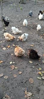 Zijdehoenders, Dieren en Toebehoren, Pluimvee, Vrouwelijk, Kip