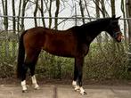 Brave merrie, Dieren en Toebehoren, Merrie, 160 tot 165 cm, 11 jaar of ouder, Recreatiepaard