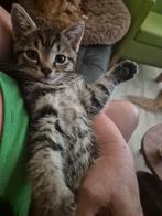 Kruising Noorseboskat en Bombay, Dieren en Toebehoren, Katten en Kittens | Raskatten | Korthaar, Kater